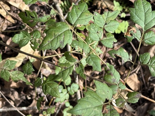 Nekemias arborea, 2026-10-26