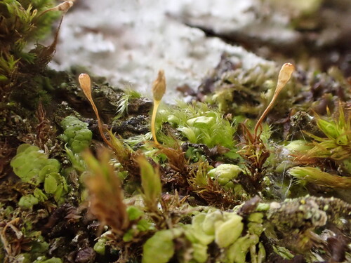 Ulota observed 2026-10-24