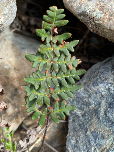 Paragymnopteris marantae observed 2026-10-26