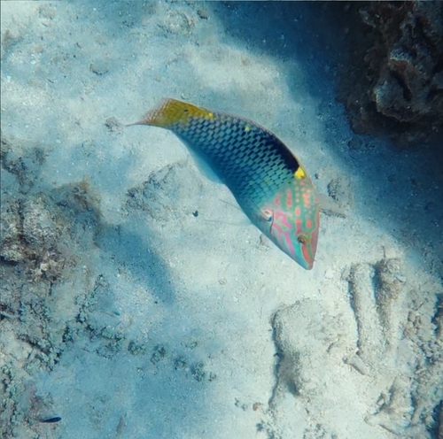 Halichoeres hortulanus observed 2026-10-26