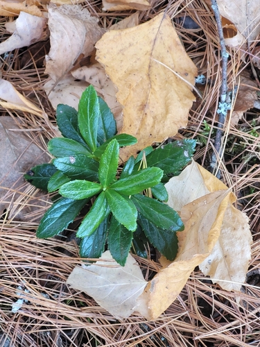 Chimaphila umbellata observed 2026-10-26