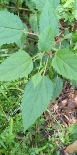 Boehmeria observed 2026-10-26
