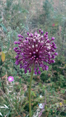 Allium ampeloprasum