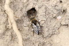 Melecta albifrons