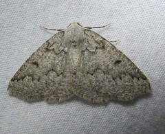 Sabulodes packardata