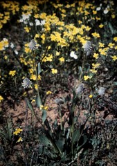 Ptilotus nobilis