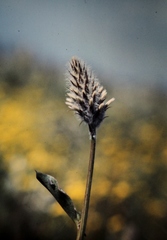 Ptilotus nobilis