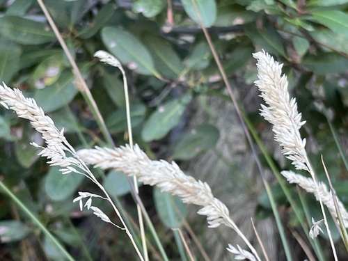 Holcus lanatus observed 2026-10-26