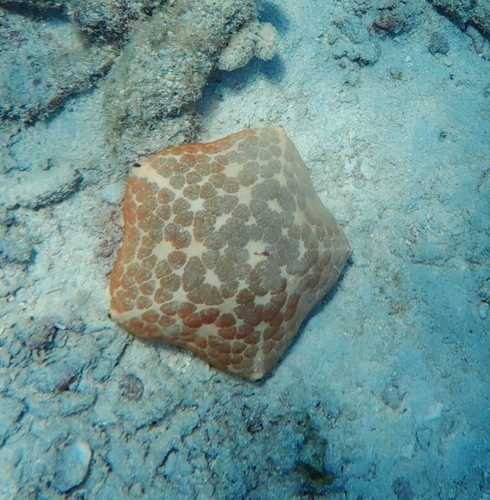 Culcita observed 2026-10-26
