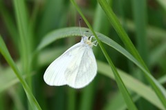 Dismorphiinae