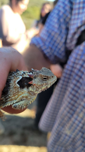 Phrynosoma coronatum observed 2026-10-24