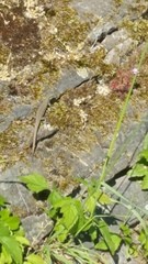 Podarcis muralis