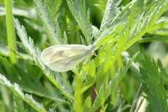 Dismorphiinae
