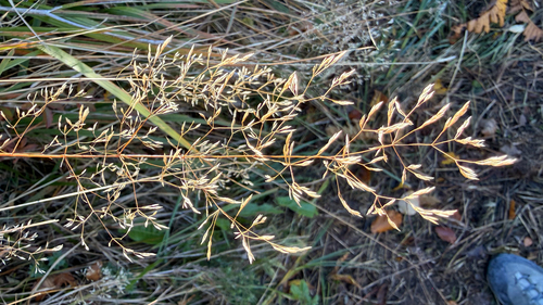 Agrostis capillaris observed 2026-10-26