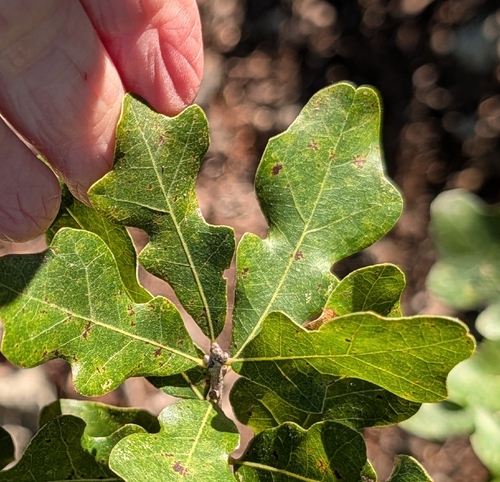 Quercus sinuata observed 2026-10-21