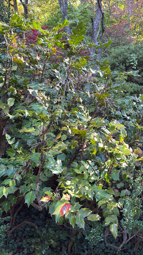 Mahonia japonica, 2026-10-25