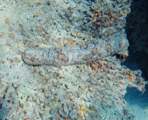 Bohadschia observed 2026-10-26
