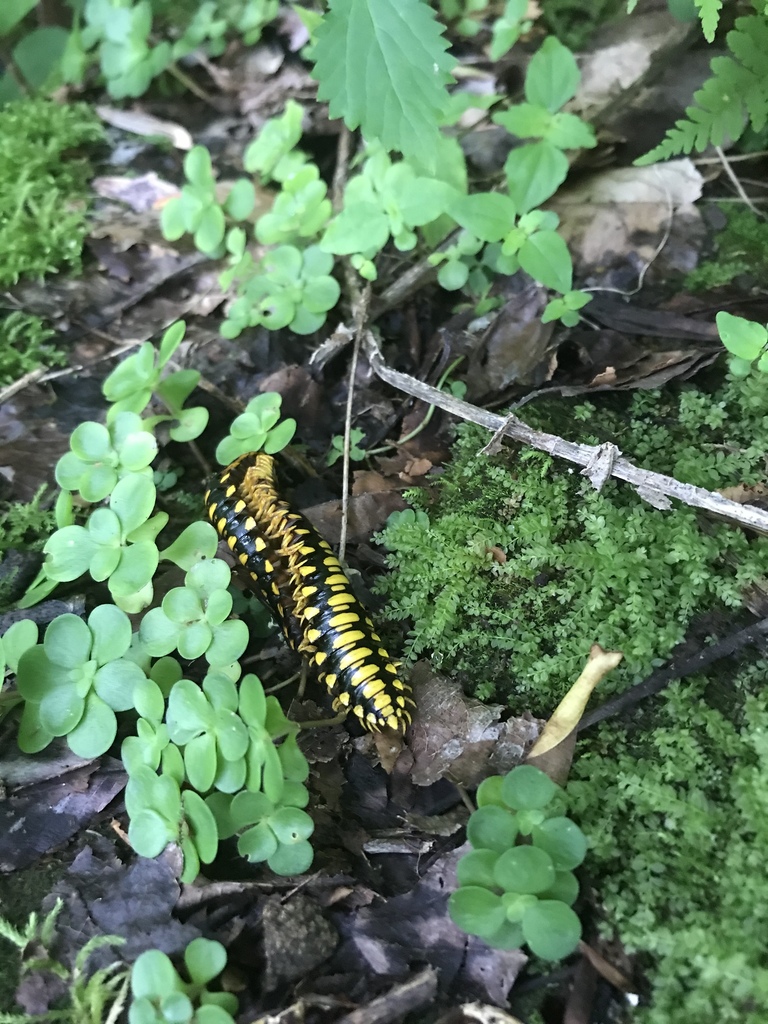 Colorful Cherry Millipede
