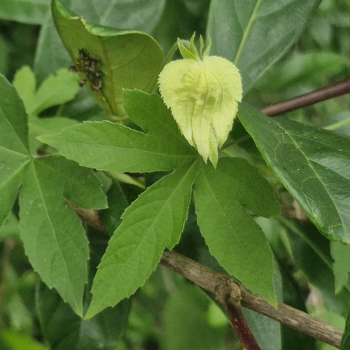 Dalechampia observed 2026-10-26
