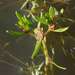 Myriophyllum striatum - Photo (c) Russell Best, alguns direitos reservados (CC BY), uploaded by Russell Best