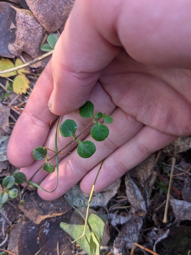 Linnaea borealis observed 2026-10-26