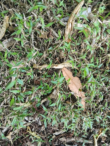 Oplismenus hirtellus observed 2026-10-24