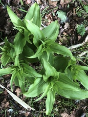Lilium martagon