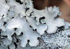 Parmotrema subisidiosum