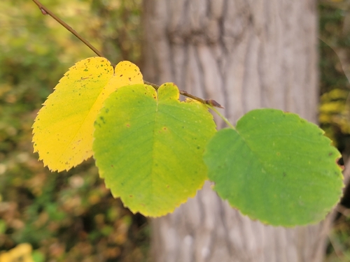 Amelanchier alnifolia, 2026-10-25
