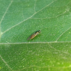 Microchrysa latifrons