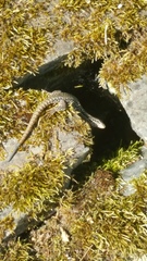 Podarcis muralis