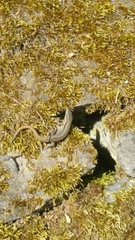 Podarcis muralis