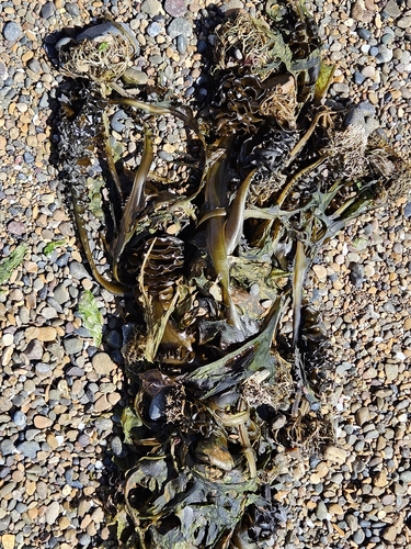 Undaria pinnatifida observed 2026-10-25
