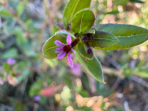 Cuphea carthagenensis observed 2026-10-25