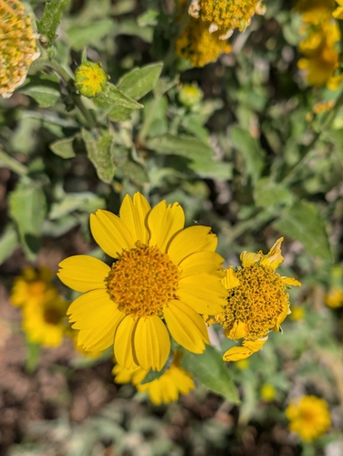 Verbesina encelioides observed 2026-10-26