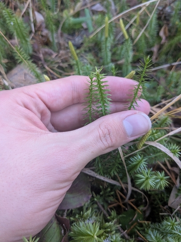 Spinulum annotinum observed 2026-10-26