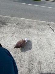 Columba livia domestica