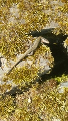 Podarcis muralis