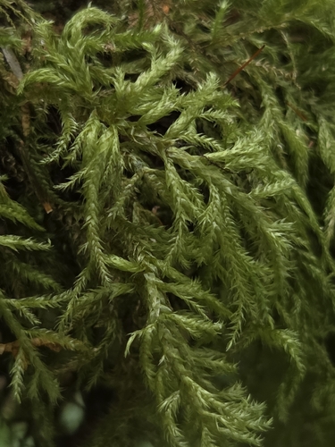 Pseudisothecium myosuroides observed 2026-10-26