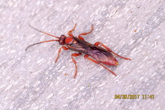 Spilichneumon