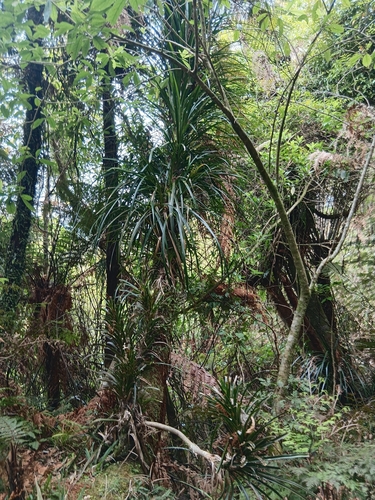 Freycinetia banksii, 2026-10-24