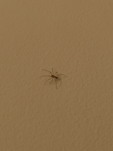 Steatoda grossa, 2026-10-26