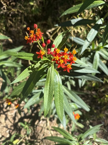 Asclepias curassavica observed 2026-10-26