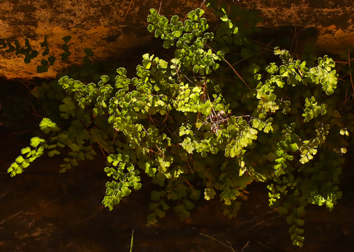 Adiantum capillus-veneris observed 2026-10-26