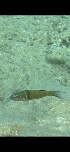Thalassoma observed 2026-10-26