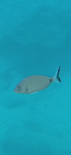 Diplodus observed 2026-10-26