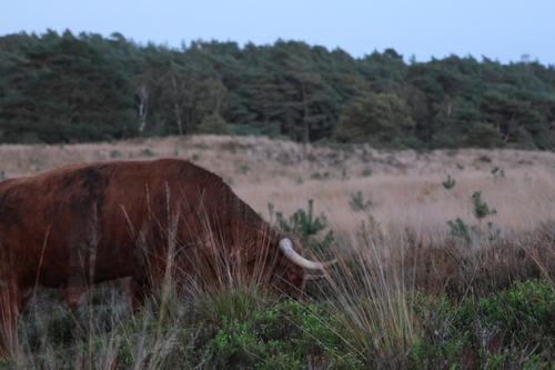 Bos taurus observed 2026-10-25