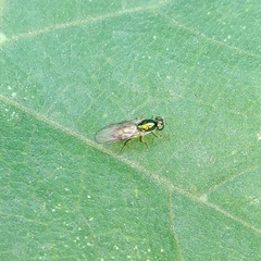 Microchrysa latifrons