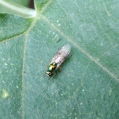Microchrysa latifrons