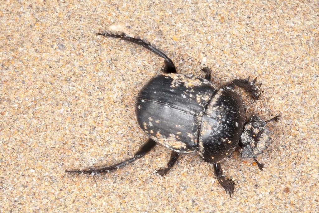 Ateuchetus semipunctatus